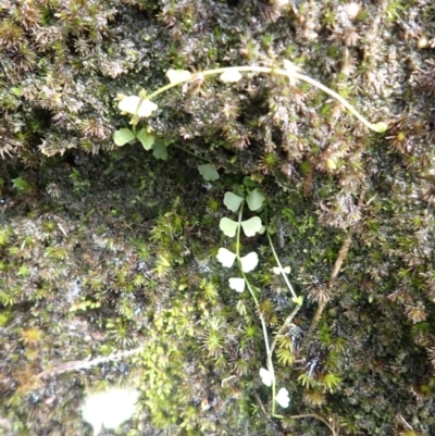 Asplenium flabellifolium (Necklace Fern) at Bargo State Conservation Area - 17 Jan 2024 by plants