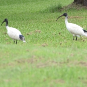 Threskiornis molucca at Victoria Point, QLD - 18 Jan 2024