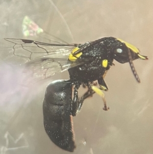 Hylaeus (Euprosopis) honestus at Lidcombe, NSW - 17 Jan 2024