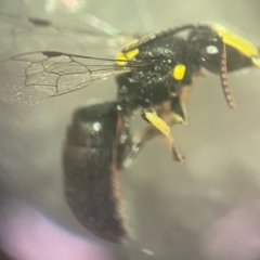 Hylaeus (Euprosopis) honestus at Lidcombe, NSW - 17 Jan 2024