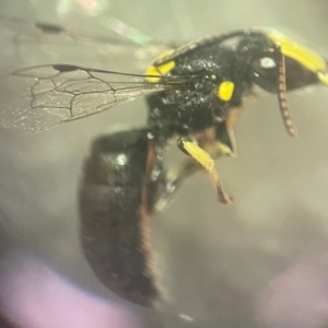 Hylaeus (Euprosopis) honestus at Lidcombe, NSW - 17 Jan 2024 03:00 PM