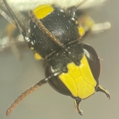 Hylaeus (Euprosopis) honestus at Lidcombe, NSW - 17 Jan 2024 03:00 PM