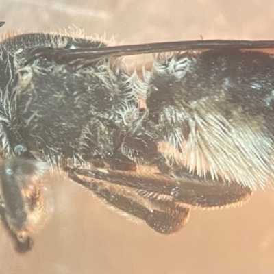 Megachile punctata at Lidcombe, NSW - 16 Jan 2024 by FumblebeeFae