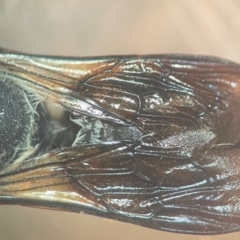 Megachile punctata at Lidcombe, NSW - 16 Jan 2024