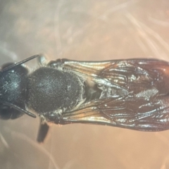 Megachile punctata at Lidcombe, NSW - 16 Jan 2024