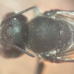 Megachile punctata at Lidcombe, NSW - 16 Jan 2024