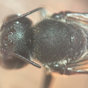 Megachile punctata at Lidcombe, NSW - 16 Jan 2024 02:04 PM