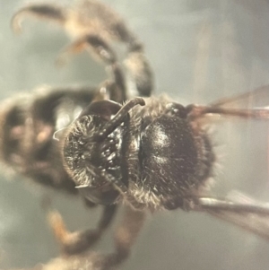 Leioproctus sp. (genus) at Lidcombe, NSW - 17 Jan 2024 02:17 PM