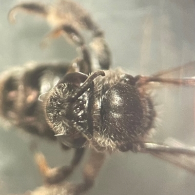 Leioproctus sp. (genus) (Plaster bee) at Lidcombe, NSW - 17 Jan 2024 by FumblebeeFae