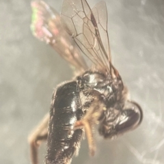 Leioproctus sp. (genus) at Lidcombe, NSW - 17 Jan 2024