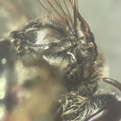 Leioproctus sp. (genus) at Lidcombe, NSW - 17 Jan 2024 02:17 PM