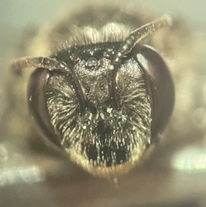 Leioproctus sp. (genus) at Lidcombe, NSW - 17 Jan 2024