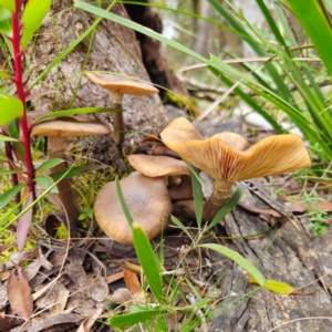 Armillaria luteobubalina at South East Forest National Park - 18 Jan 2024