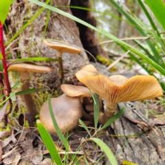 Armillaria luteobubalina at South East Forest National Park - 18 Jan 2024 02:41 PM