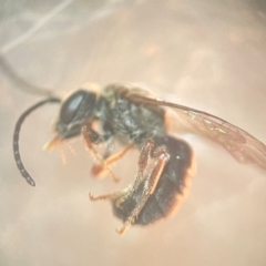 Lasioglossum (Chilalictus) bicingulatum (Halictid Bee) at Lidcombe, NSW - 17 Jan 2024 by FumblebeeFae