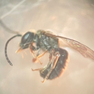 Lasioglossum (Chilalictus) bicingulatum at Lidcombe, NSW - 17 Jan 2024 03:00 PM
