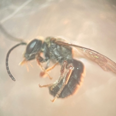 Lasioglossum (Chilalictus) bicingulatum (Halictid Bee) at Lidcombe, NSW - 17 Jan 2024 by FumblebeeFae