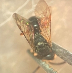Lasioglossum (Chilalictus) bicingulatum at Lidcombe, NSW - 17 Jan 2024 03:00 PM