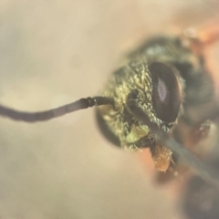 Lasioglossum (Chilalictus) bicingulatum at Lidcombe, NSW - 17 Jan 2024 03:00 PM