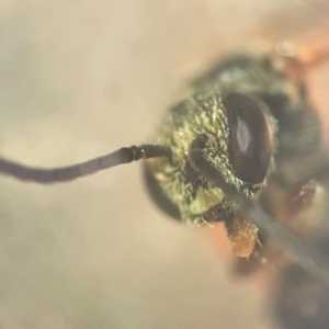 Lasioglossum (Chilalictus) bicingulatum at Lidcombe, NSW - 17 Jan 2024 03:00 PM