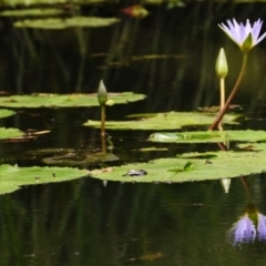 Nymphaea sp. (Waterlily) at Victoria Point, QLD - 18 Jan 2024 by PJH123