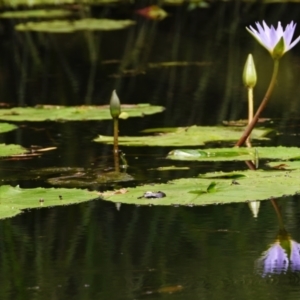 Nymphaea sp. at Victoria Point, QLD - 18 Jan 2024