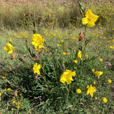Oenothera stricta subsp. stricta (Common Evening Primrose) at Conder, ACT - 18 Jan 2024 by MattS