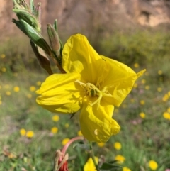 Oenothera stricta subsp. stricta at Conder, ACT - 19 Jan 2024