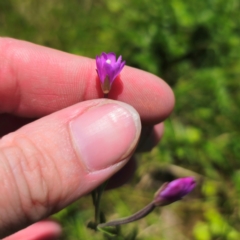 Epilobium billardiereanum (Willowherb) at Tantawangalo, NSW - 18 Jan 2024 by Csteele4