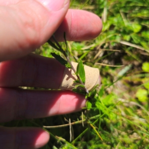 Epilobium billardiereanum at South East Forest National Park - 18 Jan 2024