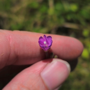 Epilobium billardiereanum at South East Forest National Park - 18 Jan 2024