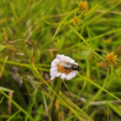 Unidentified Flower-loving fly (Apioceridae) at Nunnock Grassland Walking Track - 18 Jan 2024 by Csteele4