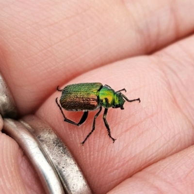 Diphucephala elegans (Green scarab beetle) at Nunnock Grassland Walking Track - 18 Jan 2024 by Csteele4
