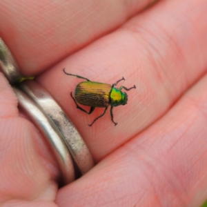 Diphucephala elegans at South East Forest National Park - 18 Jan 2024