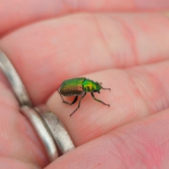 Diphucephala elegans at South East Forest National Park - 18 Jan 2024