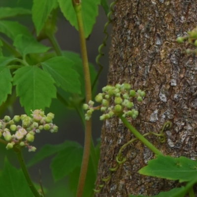 Cayratia clematidea (Slender Grape) at Victoria Point, QLD - 18 Jan 2024 by PJH123