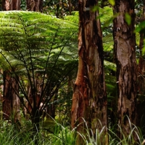 Cyathea cooperi at Victoria Point, QLD - suppressed