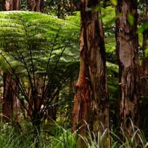 Cyathea cooperi at Victoria Point, QLD - 18 Jan 2024