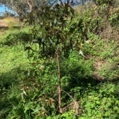 Brachychiton populneus (Kurrajong) at Tuggeranong Hill - 18 Jan 2024 by MattS