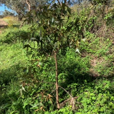 Brachychiton populneus (Kurrajong) at Theodore, ACT - 18 Jan 2024 by MattS