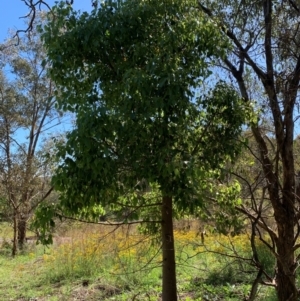 Brachychiton populneus at Tuggeranong Hill - 19 Jan 2024