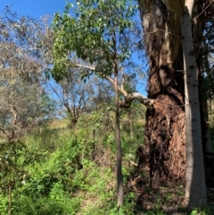 Brachychiton populneus at Tuggeranong Hill - 19 Jan 2024