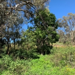 Brachychiton populneus at Tuggeranong Hill - 19 Jan 2024