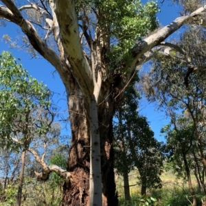 Brachychiton populneus at Tuggeranong Hill - 19 Jan 2024