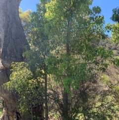 Brachychiton populneus (Kurrajong) at Tuggeranong Hill - 18 Jan 2024 by MattS