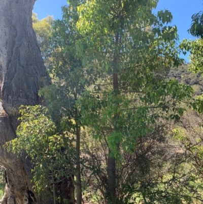 Brachychiton populneus (Kurrajong) at Theodore, ACT - 18 Jan 2024 by MattS