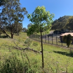 Brachychiton populneus at Tuggeranong Hill - 19 Jan 2024