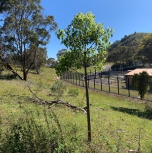 Brachychiton populneus at Tuggeranong Hill - 19 Jan 2024