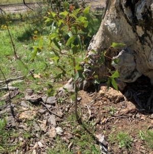 Brachychiton populneus at Tuggeranong Hill - 19 Jan 2024