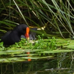 Gallinula tenebrosa (Dusky Moorhen) at Victoria Point, QLD - 18 Jan 2024 by PJH123